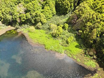 High angle view of river flowing amidst trees in forest