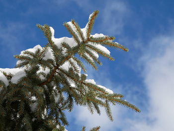 Low angle view of pine tree against sky