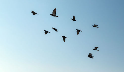 Low angle view of birds flying in the sky