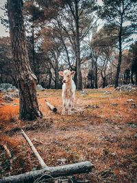 View of a dog in the forest