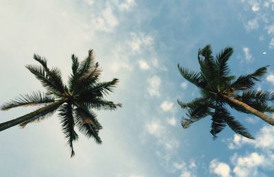 Directly below shot of palm trees growing against sky