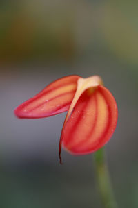 Close-up of red flower against blurred background