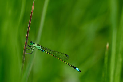Close-up of insect on grass