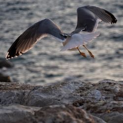 Low angle view of seagulls flying over sea