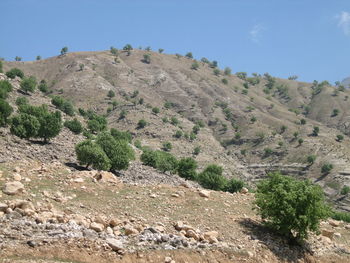 Plants on landscape against clear sky