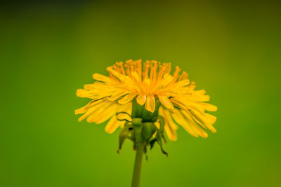 Close-up of yellow flower