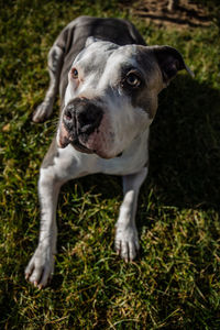 Close-up of dog looking away on field