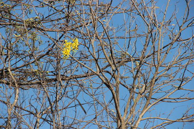 Low angle view of bird perching on bare tree against sky