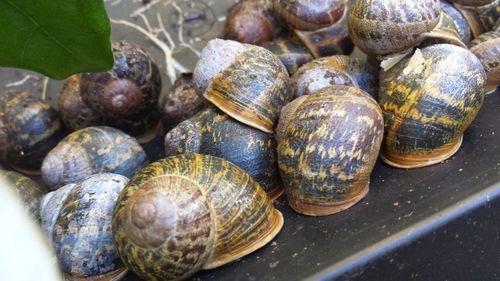 Close-up of shells shells