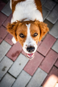 Close-up high angle portrait of dog