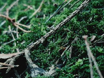 Close-up of plants growing on field