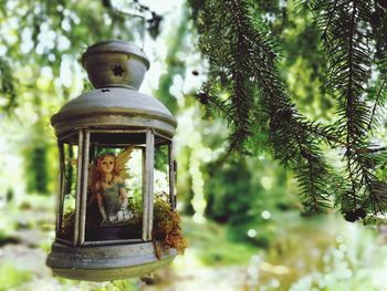 Close-up of lantern hanging on tree