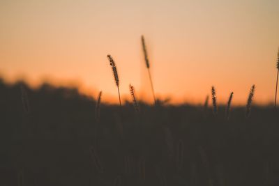 Close-up of silhouette plants on field against sunset sky