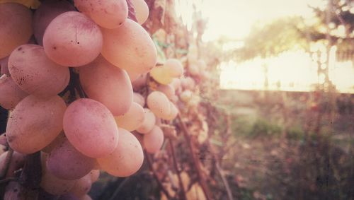 Close-up of fresh pink tree against sky