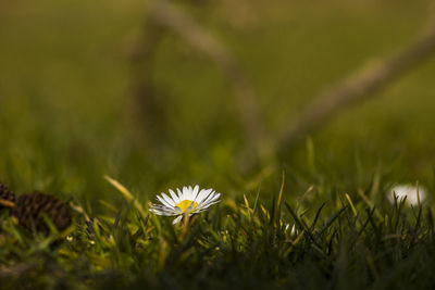 Close-up of grass growing in field