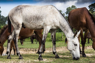 Horses grazing on field