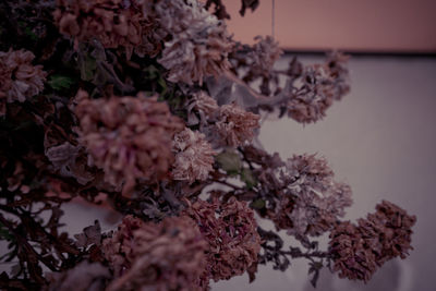 Close-up of cherry blossom tree during winter