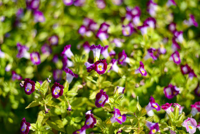 Close-up of pink flowering plants