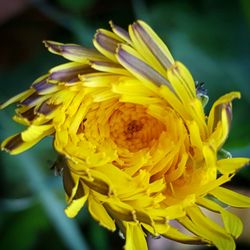 Close-up of yellow flowers