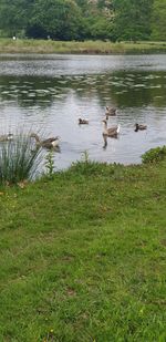 Ducks swimming in lake