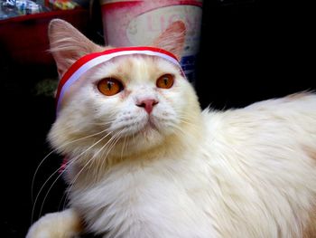 Close-up portrait of a cat