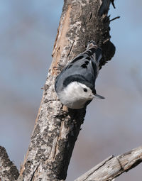 Close-up of a bird perching on tree