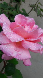 Close-up of raindrops on pink flower