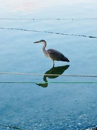 Bird perching on a sea