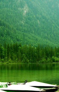 Scenic view of lake against trees in forest