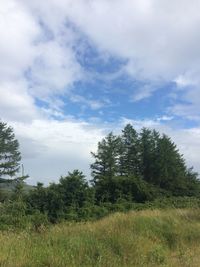 Trees in forest against sky