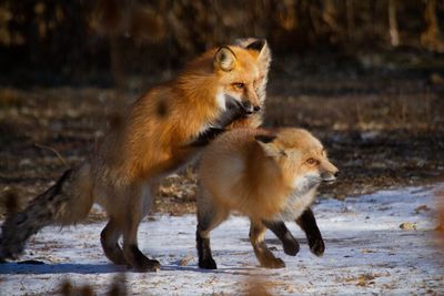 Full length of two foxes playing in the snow