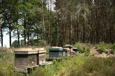 View of bee hives in the forest