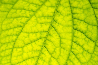 Full frame shot of green leaf