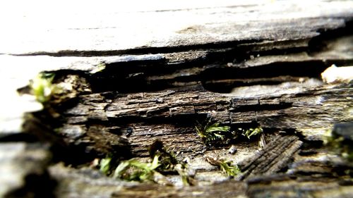 Close-up of tree stump