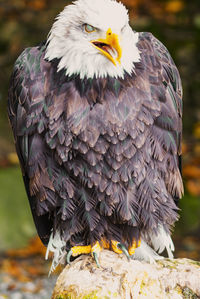 Close-up of eagle