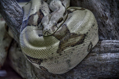 Close-up of boa constrictor on branch
