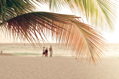 Palm trees on beach against sky