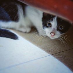 Close-up portrait of cat