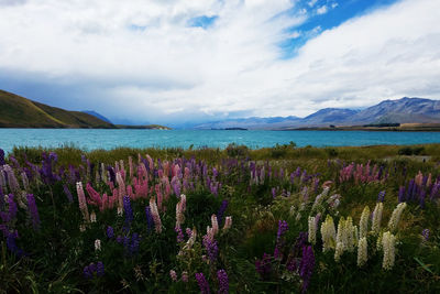 Purple flowers on landscape against sky