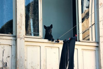 View of a dog looking through window