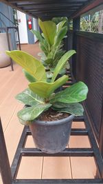 High angle view of potted plant on table in yard