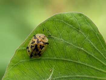 Close-up of insect on leaf