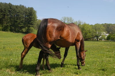 Horses in a field