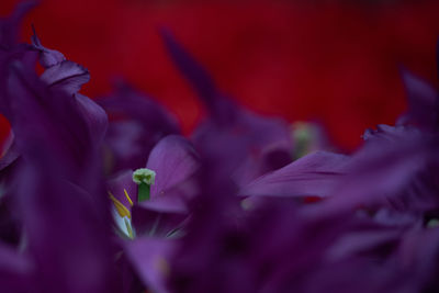 Close-up of red flowering plant