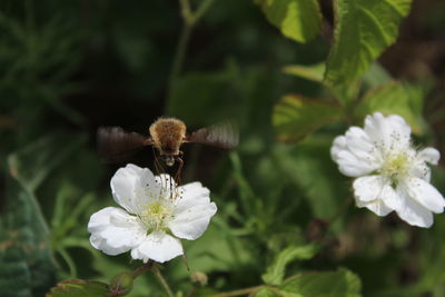 Close-up of insect on white flower