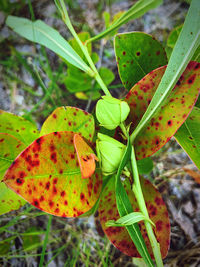 Close-up of butterfly on plant