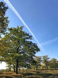 Low angle view of trees against clear blue sky