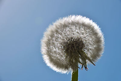 Close-up of dandelion flower