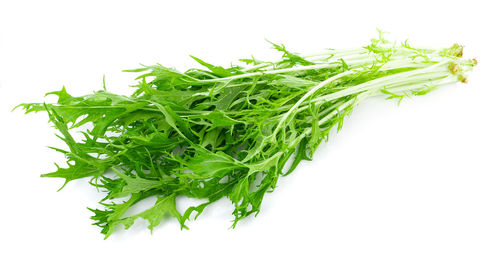 Close-up of green leaf against white background