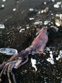 Close-up of fish on beach